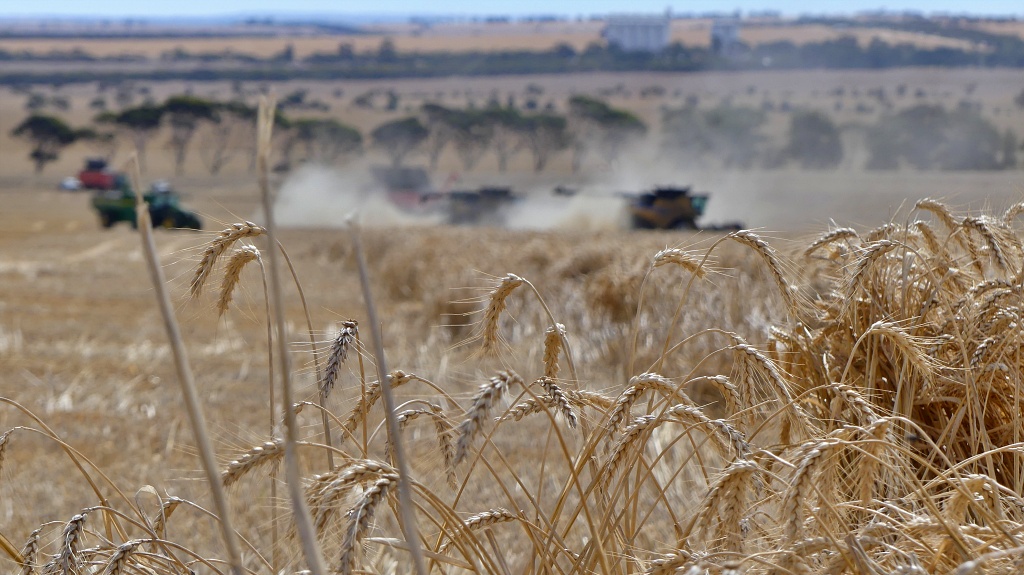 Full heads of wheat waiting for harvest