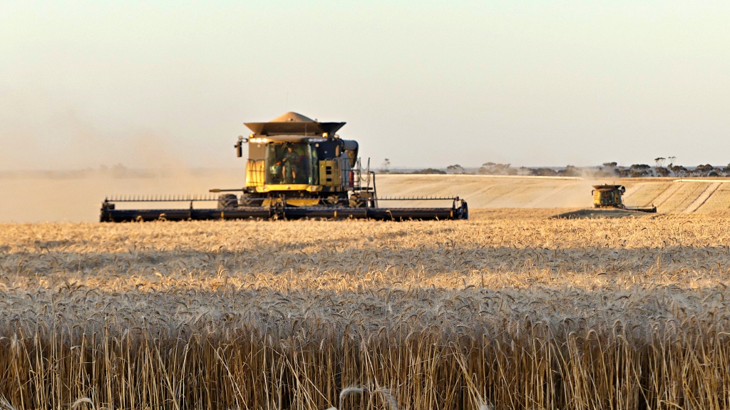 Harvesters in a full wheat crop