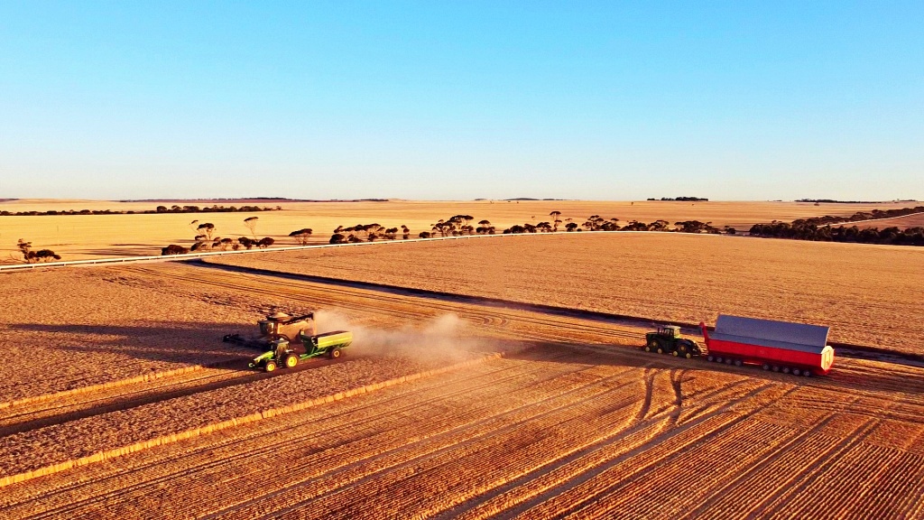 Harvesting wheat at sunset at Yeelanna