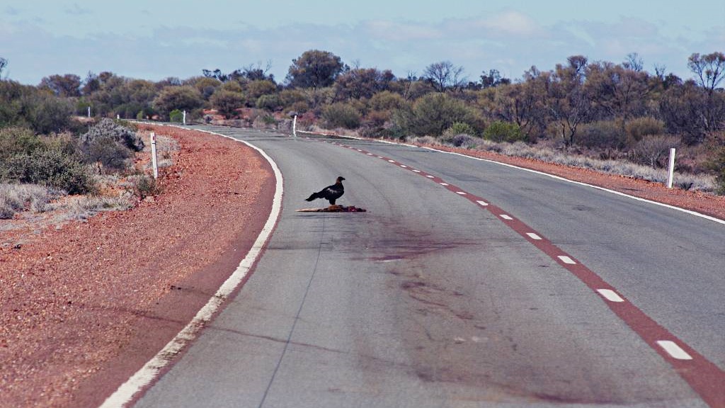 A Wedgetail Eagle sitting on road kill in outback South Australia