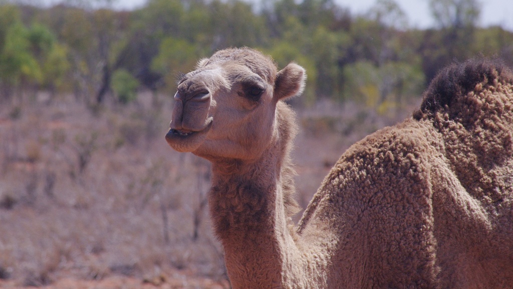 A camel on the roadside going up the centre of Australia