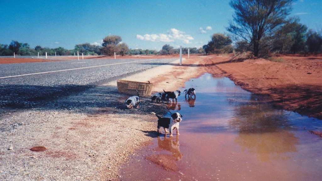 Puppies in puddles 1988