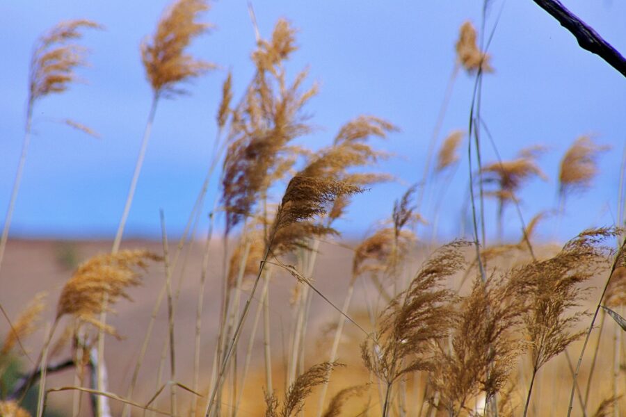 Golden River Reeds