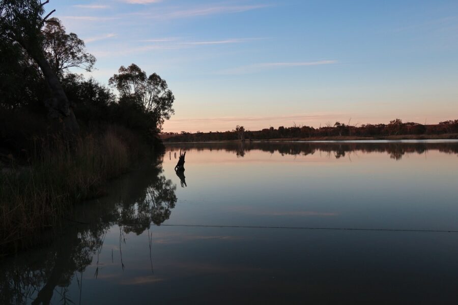 River snags at sunset