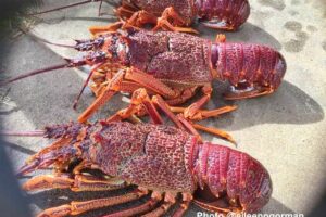 Southern Rock Lobsters